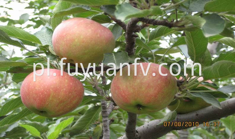 gala apple in tree
